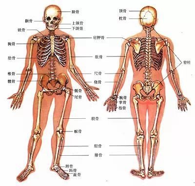 山式功效，你了解這個(gè)你最常做的體式嗎？