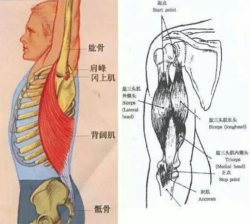 瑜伽后彎的技巧有哪些？